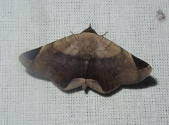 Psimada quadripennis