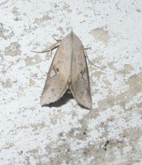 Pterogonia episcopalis