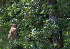 Urocissa flavirostris