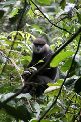 Semnopithecus vetulus