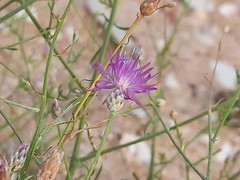 Centaurea arenaria