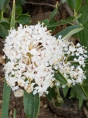 Ceanothus velutinus