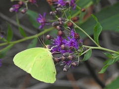 Vernonia lindheimeri