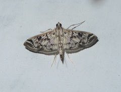 Rhimphalea