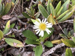 Aster takasagomontanus
