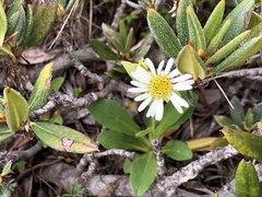 Aster takasagomontanus