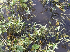 Sagittaria sagittifolia