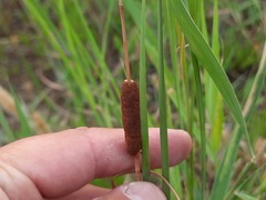 Typha laxmannii