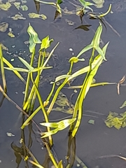 Sagittaria sagittifolia