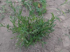 Tripolium pannonicum