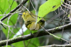 Iole indica