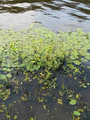 Sagittaria sagittifolia