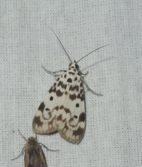 Sommeria marchalii