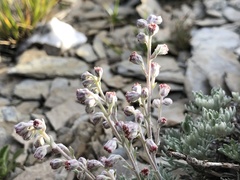 Artemisia kawakamii