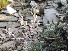 Artemisia kawakamii