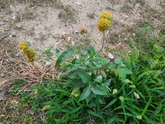 Verbesina encelioides