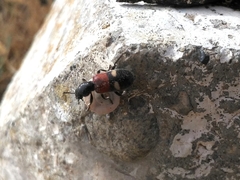 Tilloidea