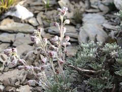 Artemisia kawakamii
