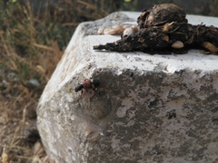 Tilloidea