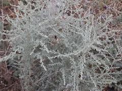 Artemisia