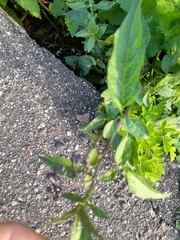 Solanum dulcamara