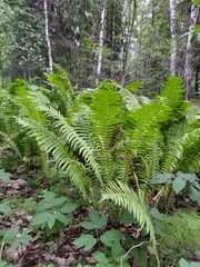 Matteuccia struthiopteris