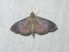 Pramadea lunalis