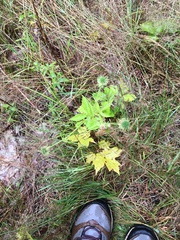 Geum laciniatum