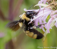 Bombus auricomus