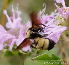 Bombus auricomus