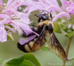 Bombus auricomus