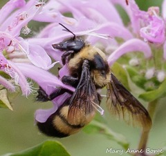 Bombus auricomus