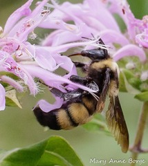 Bombus auricomus