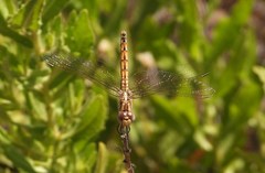 Trithemis annulata
