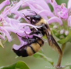 Bombus auricomus