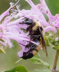Bombus auricomus