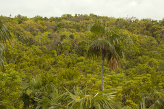 Coccothrinax argentata