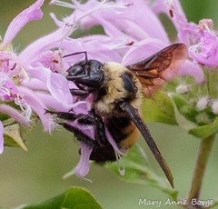 Bombus auricomus