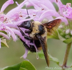 Bombus auricomus