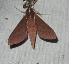 Theretra pallicosta