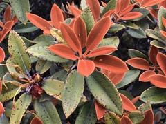 Rhododendron hyperythrum
