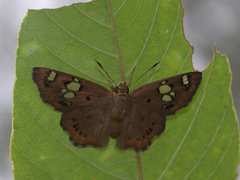 Coladenia indrani