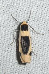 Thysanoptyx