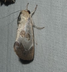 Westermannia superba