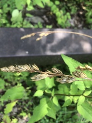 Carex muskingumensis