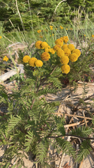 Tanacetum bipinnatum