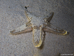 Astropecten platyacanthus