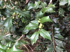 Ilex bioritsensis