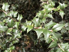 Ilex bioritsensis