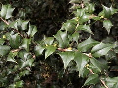 Ilex bioritsensis